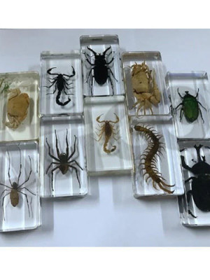biology-specimen-500x500 biology-specimen-500x500